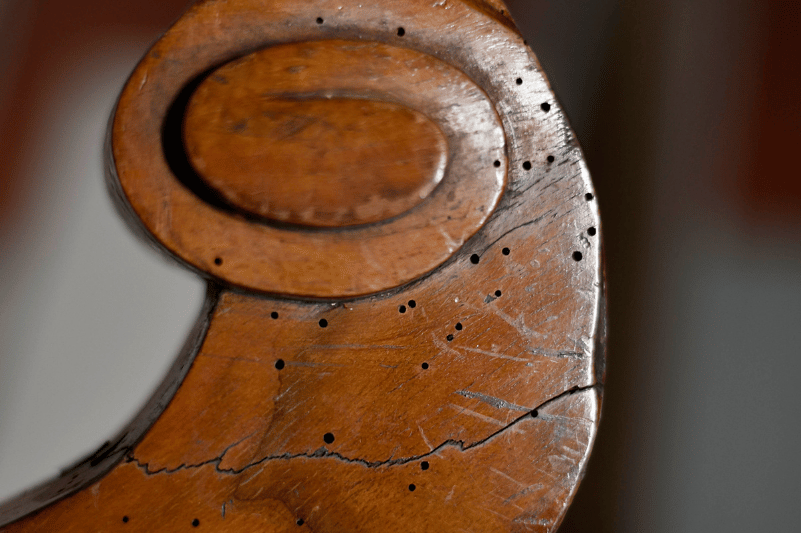 Señales de plagas en casa: cómo detectarlas a tiempo | Paguitecno