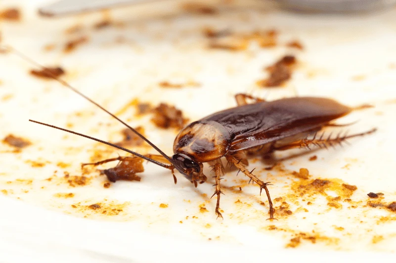 como afecta plaga salud