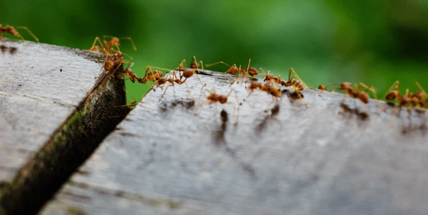 como controlar plaga hormigas