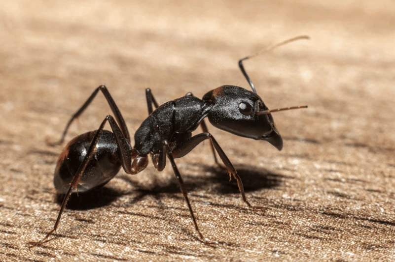 hormiga carpintera