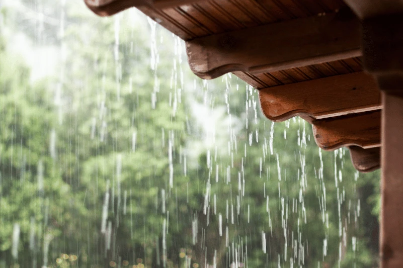 plagas tras lluvias de invierno