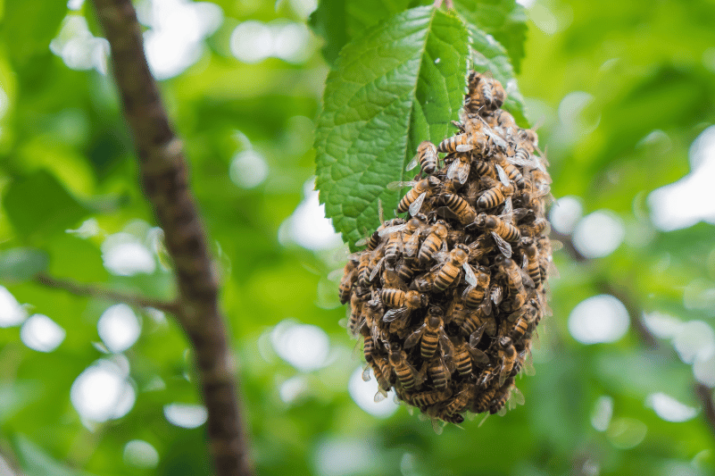 Quitar panal de abejas en casa - Teruel