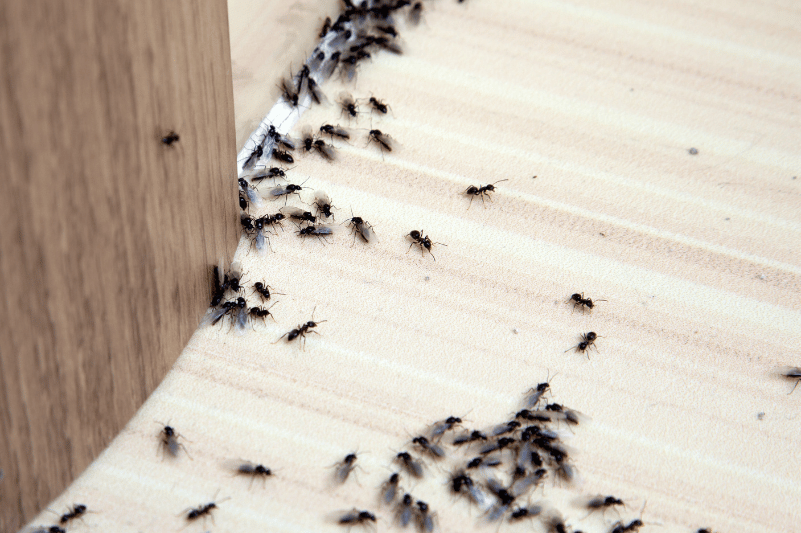 Por qué aparecen hormigas en casa en primavera