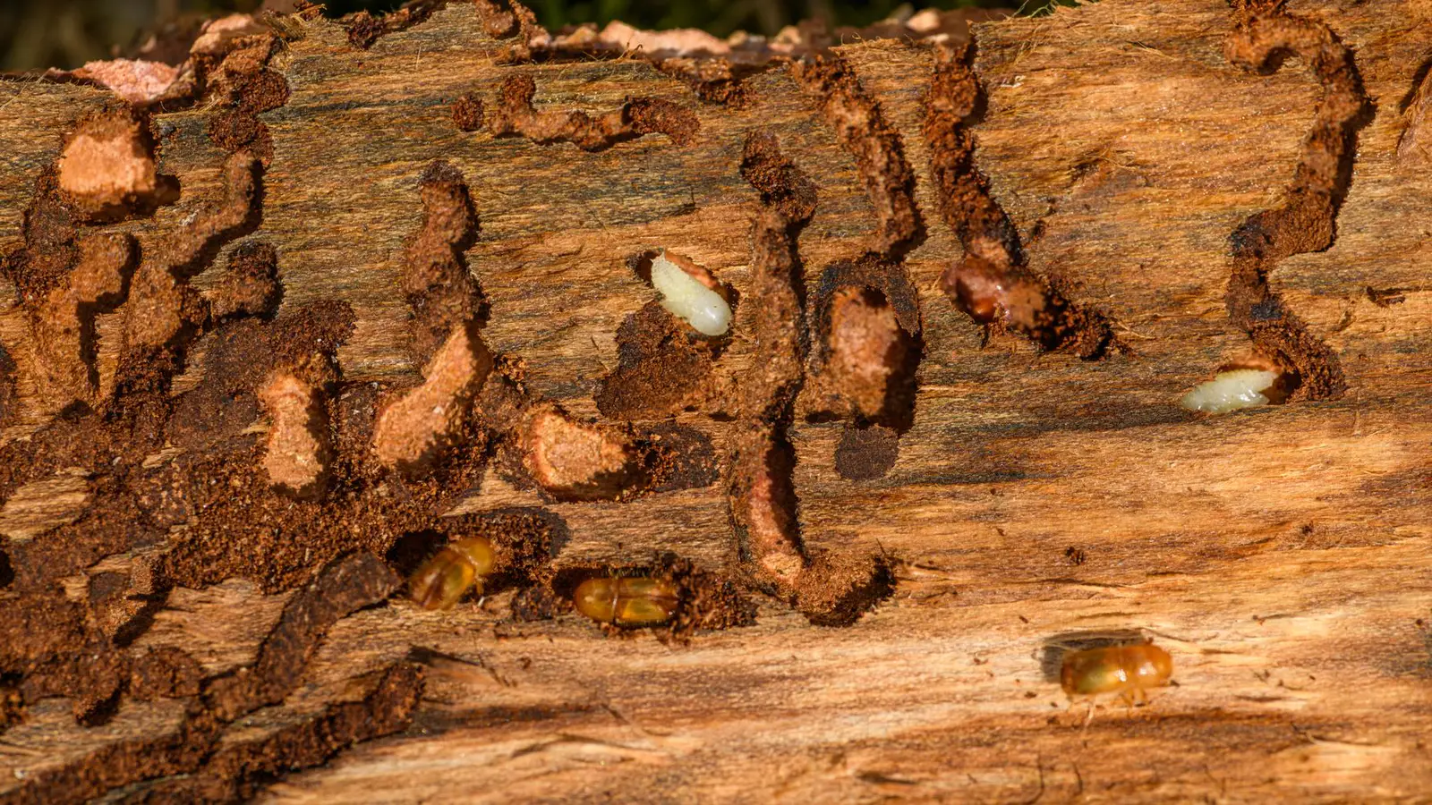 carcoma en madera en Termitas o carcoma: cómo saber cuál está comiendo tu madera